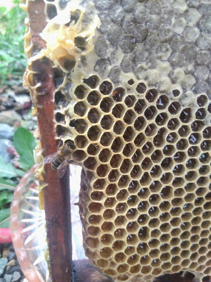 Beehives 民宿